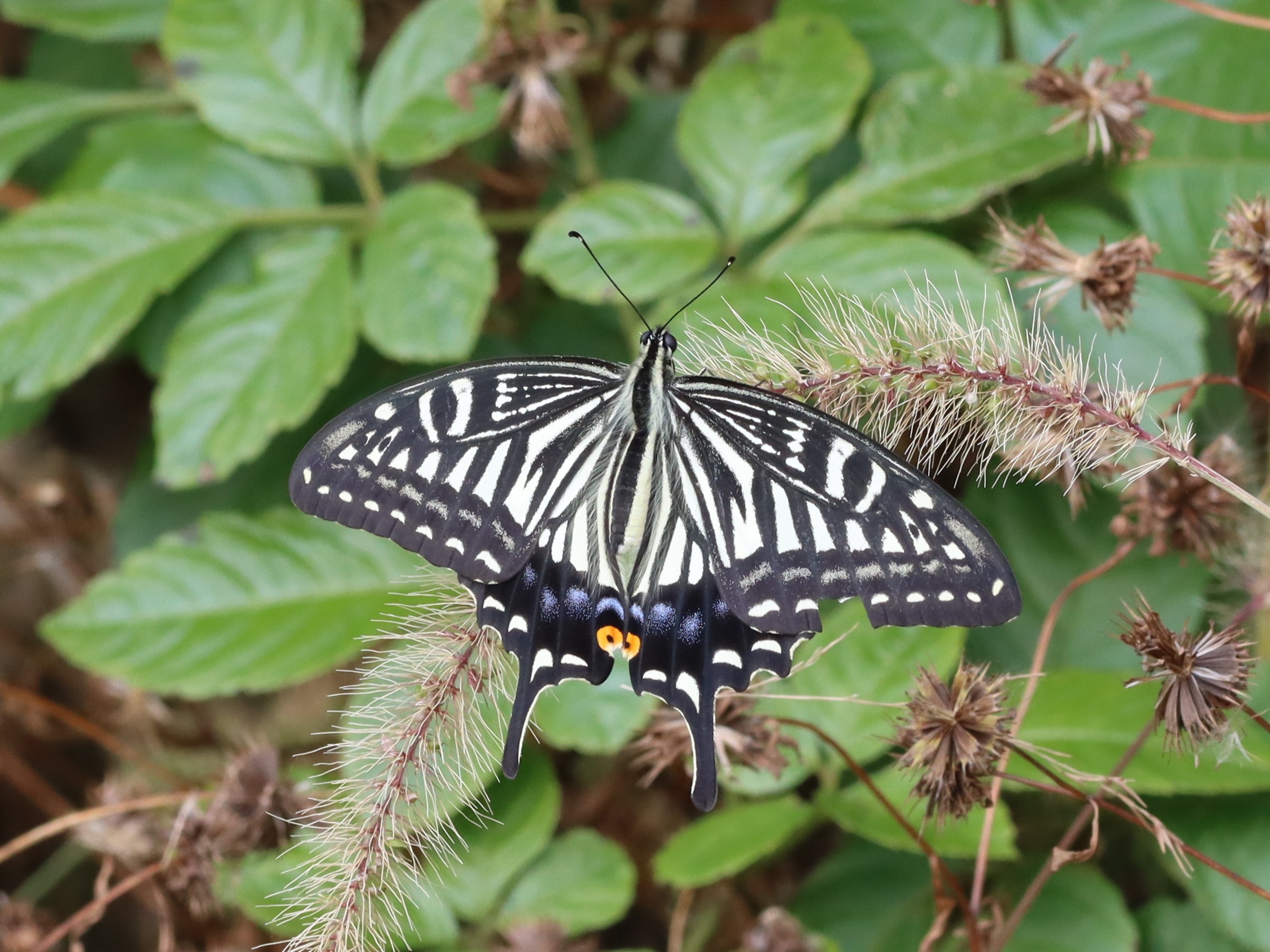 アゲハチョウ